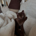 Gina